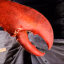 PantsCrab emote