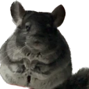 chinchilla_relax emote