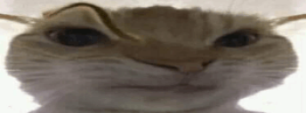 catSUSPEKT static emote