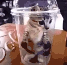 SOMANYCATSHOLYSHITILOVECATS emote