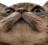 catOoh emote