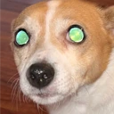 Dawg emote