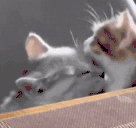 lick animated emote