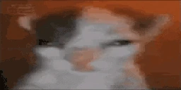SCHIZOCAT emoji
