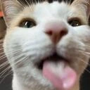 criminal_cat emote