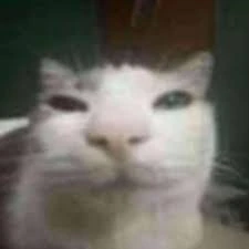 sillycat emote