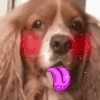 Spaniel_Lick emoji