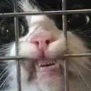 HornyJailCat emote