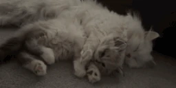 Sleep emote
