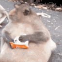 Monkey animated emote