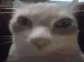 HipopotomonstrosesquipedaliofobiamiedoalaspalabraslargasXDquepen emote