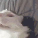 funnywhitecat10 emote