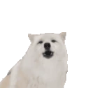 AWOO emote