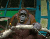 working emote
