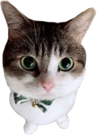 bowtie_fan_2 emote