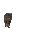 hiHelloHi emote