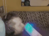 rowerek emote