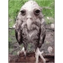 wet_owl_gif emote