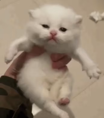 groove emote