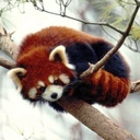 redpanda_cuddle emote