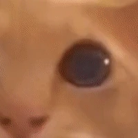 cat_blink emote