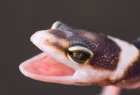 BabyLeopardGeckoScream emote