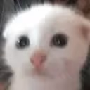 gup emote