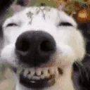 DogLookingSussyAndHappy emoji
