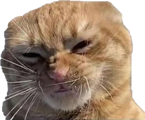 cat emote