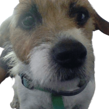 Ryderdog