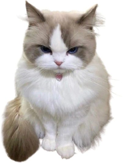 cutecattongue emote