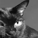 GIGACAT emote