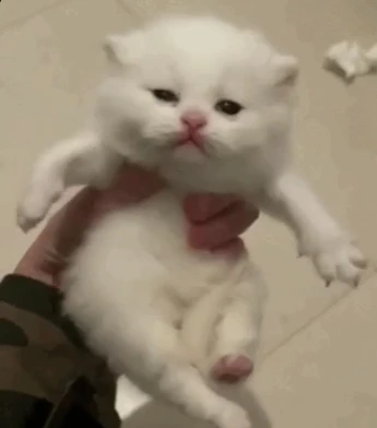 groove emote