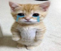cat_cry emote