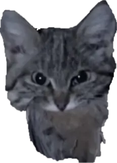 cat emote