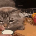 CatVomit emote