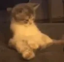 noKok emote