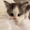 misunderstanding emote
