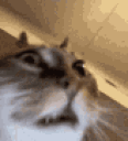 SCHIZOCAT animated emote