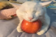 cuheepyingonapple emote