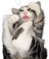 cat2 emote