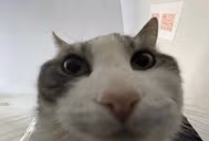 yuh emote