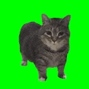 oiia emote
