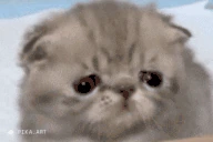tupidCake emote