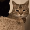 CE_Bonk emote