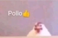 Pollo emote