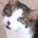 cat_shock emote
