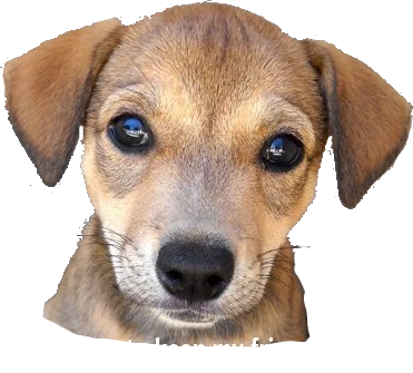 rules_dog sticker