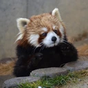 redpanda_stare emote
