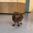 uglyassdog emote